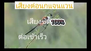 เสียงต่อนกแจนแวน เสียงชัด100% ต่อเข้าเร็ว#กดติดตาม