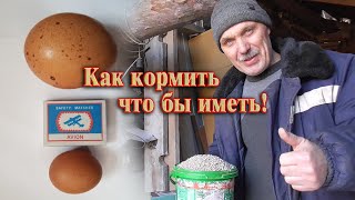 Кормление кур несушек в домашних условиях // Сколько стоит