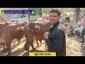 sundrel बैल बाजार 2025 बैल बाजार में आया अनोखा बैल कीमत और खासियत जानें sundhrel animals