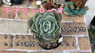 めちゃめちゃ可愛いラブリーローズ！だけど…木立ちしてるのでカットします♫2週間後……多肉植物