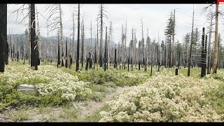 Electric Hobo S3:E1 - Yosemite from Smith Peak Trailhead to Aspen Valley