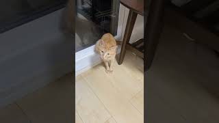 相変わらず変な定位置で落ち着く猫【つくね】 #猫 #猫のいる暮らし