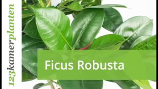 Ficus Robusta; een mooie kunstplant - 123kamerplanten