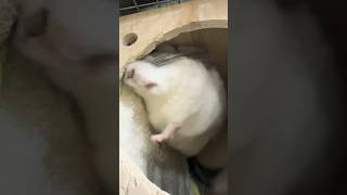 【眠たい】寝方のクセが強いです！#shorts #チンチラ #chinchilla #おすすめ #animal #小動物