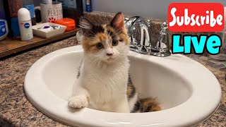 Happy Caturday - Live Stream