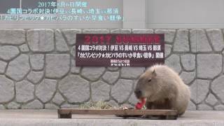 那須どうぶつ王国　4園国コラボ対決!　カピバラのスイカ早食い競争