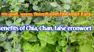 Ban tulsi, Ganga tulsi,Bhoostruna, vilayati tulsi, Chia,Chan,#herbal,Mesopherum, Hyptis suaveolens,