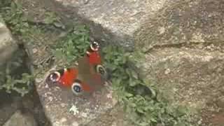 八ヶ岳で出会った高山蝶 Japanese Alpine butterfly