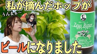 【クラフトビール】ホップ摘んだらビールになって帰ってきたよ!!!【松江ビアへるん】【ゼウスビター2022】