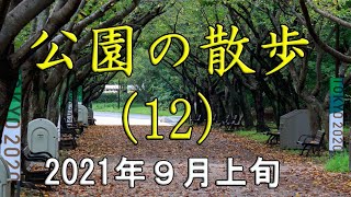 葛西臨海公園の散歩　落葉、吊り橋、花畑　９月に入って急に涼しくなりました。天気はあまり良くなかったけど花は元気に咲いていました。　９月上旬　公園の散歩　by花から