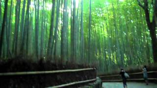 Sagano Bamboo Forest