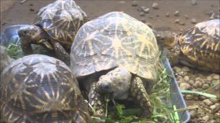 2015年1月2日 野毛山動物園 インドホシガメ