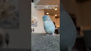 He had so much to say 🥰 #talon #parrotlet #birds #parrot #rescue