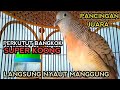 PANCINGAN PERKUTUT BANGKOK SUPER AMPUH - PERKUTUT BANGKOK GACOR JUARA (Suara Kung)