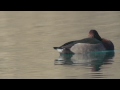 ibrido moriglione x moretta tabaccata hybrid pochard x ferruginous duck