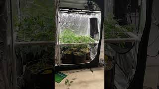 Rescuing Over-Vegged Cannabis Plants: Getting Them Under the SCROG Net!