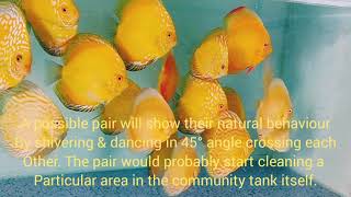 Identifying Discus pair in community tank (Part-1)