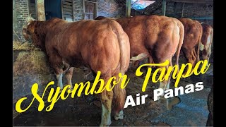 AKTIFITAS NYOMBOR SAPI SIMMENTAL DI KANDANG HENDRA MKM