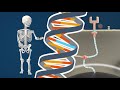 Bone Growth in Achondroplasia