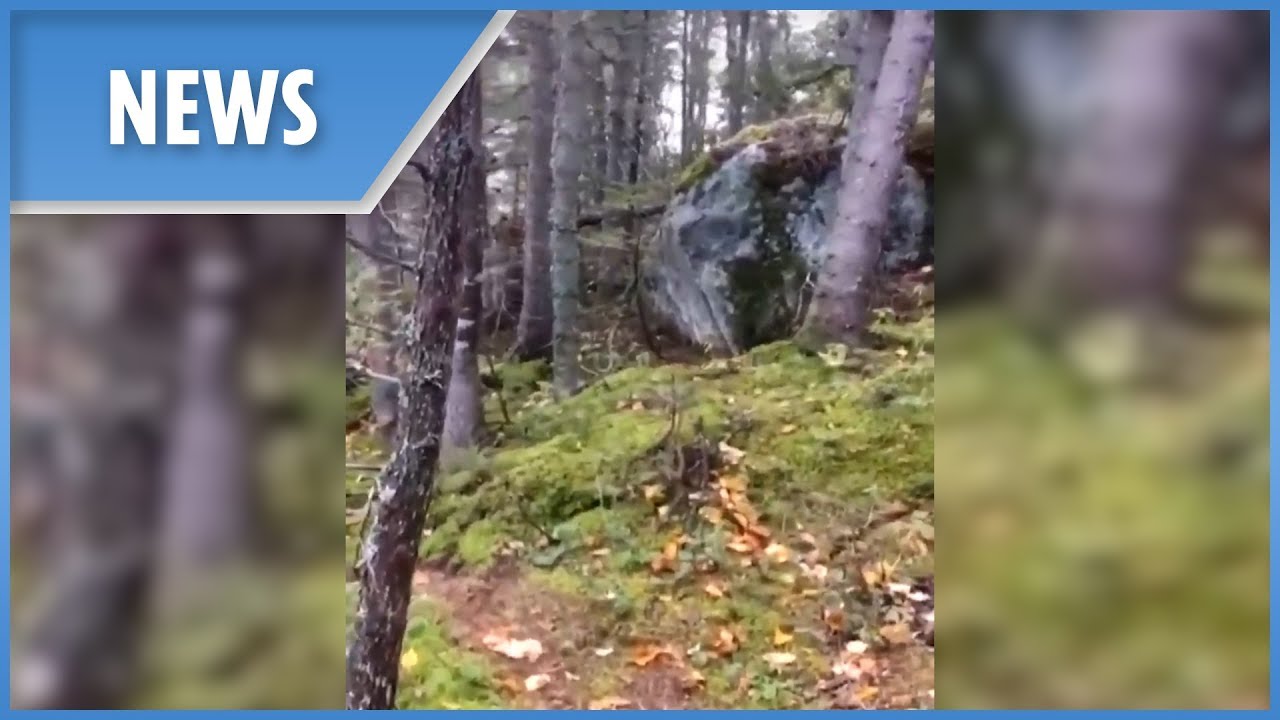 Forest Floor Caught Breathing Youtube