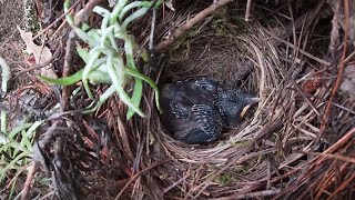 Day8,The cuckoo grew up alone, received all food, and grew some feathers