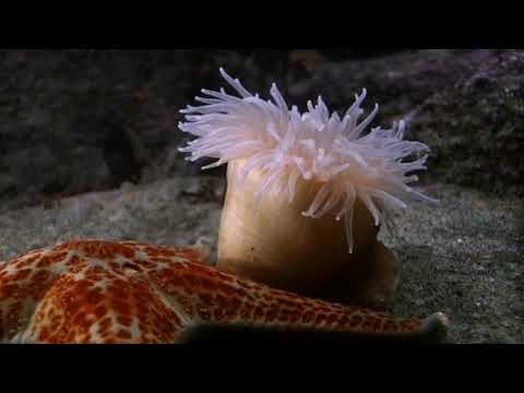 Is a sea anemone a porifera?