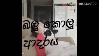 බලු කොලු අාදරය