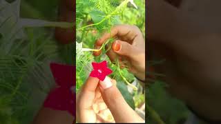 Kasi Ratnam Flowers#kasiratnamPuvvulu #shorts #garden #ytshorts #viral