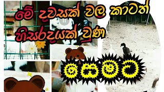 ලොකු පොඩි කාටත් කරදරයක් වුණ සෙමට දේශිය බෙහෙතක්,ඇගටත් ගුණයි💗🌸😱