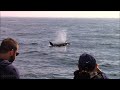 9.28.22 Orca / Killer Whales & Humpback Whales