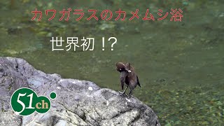 日本の野鳥　カワガラス（Brown dipper, Cinclus pallasii）のカメムシ浴、世界初？