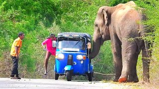 The ferocious elephant attacks the three-wheeler in an unimaginable way.