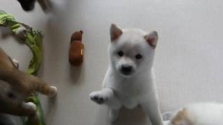 5月8日柴犬子犬部屋