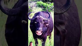 #funny #animals #comedy #wildlife #cow #bufflo #baffalo #buffalo #buffalow #laughingcow