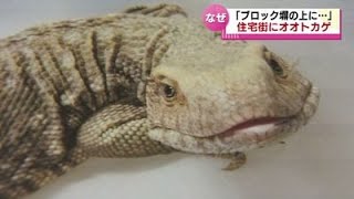 【オオトカゲを捕獲】住宅街で…「ブロック塀の上にいる」　ペットとして飼われていたものが逃げ出したか《新潟》