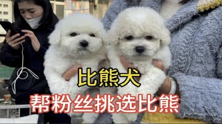 狗市帮浙江粉丝挑比熊犬，经过二牛仔细挑选拿下一只小可爱