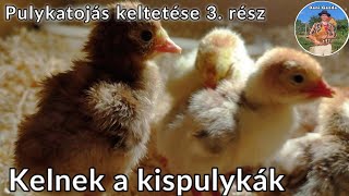 Kelnek a kispulykák🐣 - Pulykatojás keltetése | 3. rész