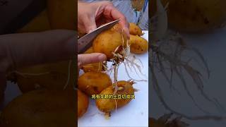 HOW TO GROW POTATOES IN THE SACK #toppotato #holypotatoes #potatosalad #jacketpotato