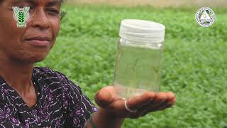 ARC (Apical Rooted Cuttings Potato) Educational Video