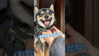 お散歩マインド高めな、まろ。#黒柴#柴犬#shibainu#お散歩