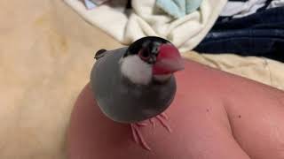 文鳥あずきとじゃれあう動画☆Java Sparrow.