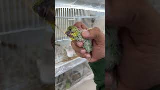 متى يتم سحب فرخ الطير البادجي #birds #بادجي #طيور #بيض #اكسبلور #budgies #اضافة #parrot #explore #تم