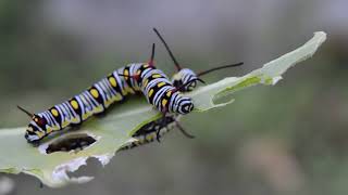 2 caterpillars eat leaves - 10 hours of nature sounds to relax, work, meditation, stress relief