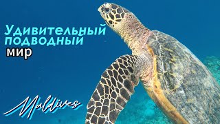 Снорклинг. Домашний риф отеля Vilamendhoo Island Resort & Spa. Мальдивы 2024.