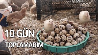 10 gün bıldırcın yumurtaları toplamadım muhteşem.