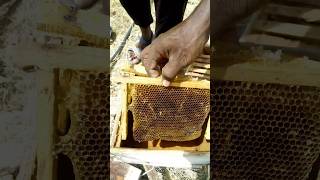 😳அடுக்கு தேன்  💥 தேனீ வளர்ப்பு பெட்டி #Wild Honey #layered Honey#trending #@NELLAITAMILANVLOGS123