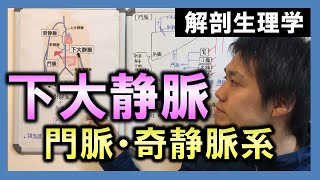 【基礎から勉強・解剖生理学】下大静脈（門脈・奇静脈）【理学療法士・作業療法士】