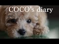 Coco's first diary