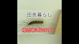 【田舎暮らしあるある】シャワーを浴びていたら突然大ゲジとムカデが出現！さあどうする？田舎に住んでいる人ならごく普通にあることですね。特に秋から初冬は要注意です。