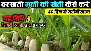 बरसाती मूली की खेती | Barsati muli ki kheti 2024 | Muli ki kheti kaise karen, Radish farming variety